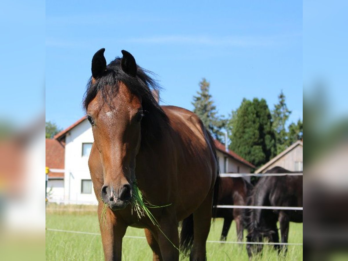 Árabe Shagya Semental 1 año Castaño in Tiefenbach