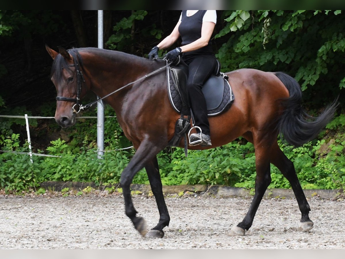 Árabe Shagya Yegua 12 años 155 cm Castaño in Füllenberg