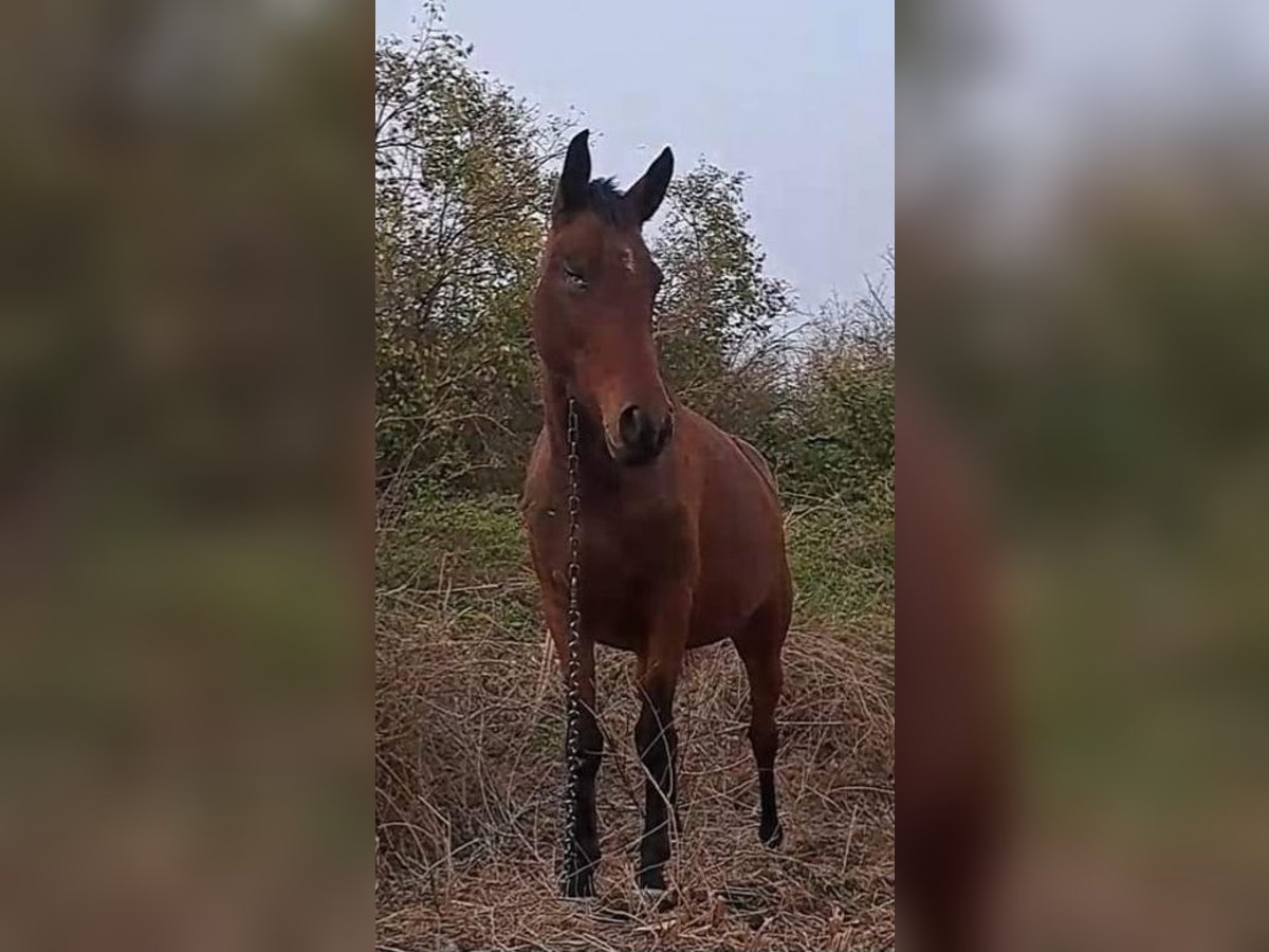 Árabe Shagya Yegua 4 años 156 cm Castaño in Bulgaria