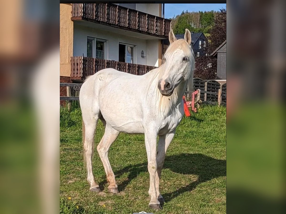 Araber-Berber Mix Stute 13 Jahre 135 cm Schimmel in Medebach Araber-Berber Mix Stute 13 Jahre 135 cm Schimmel in Medebach