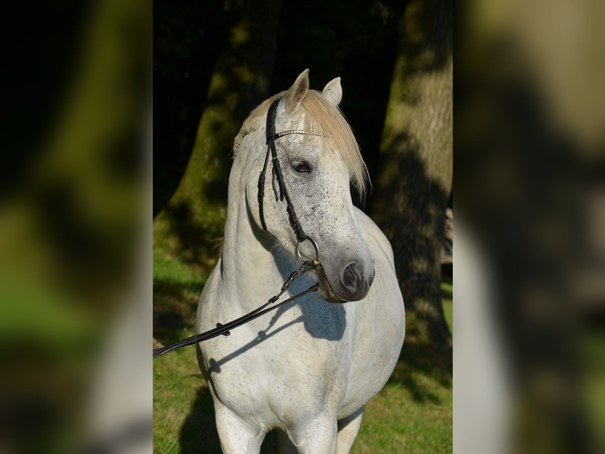 Araber-Berber Mix Stute 13 Jahre 157 cm Schimmel in Ibbenbüren