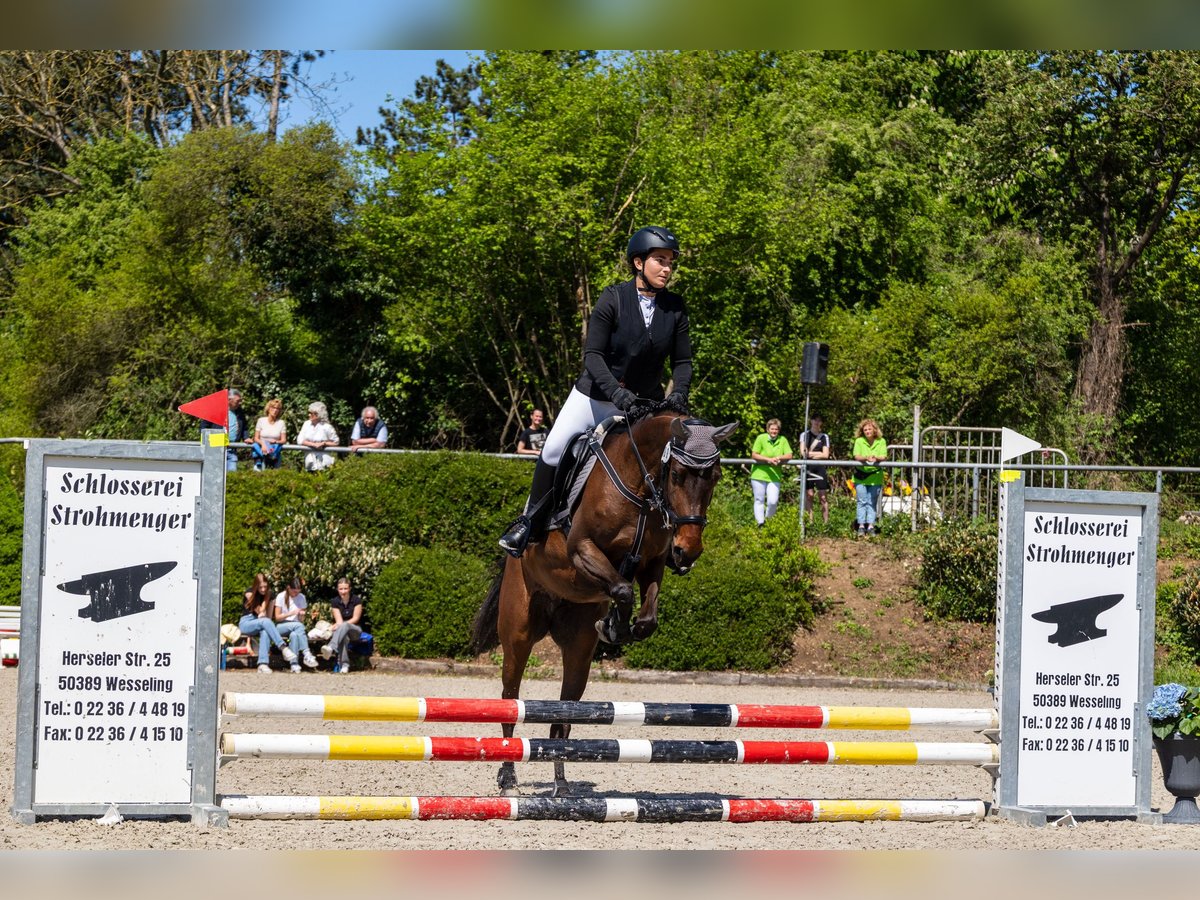 Araber-Berber Mix Stute 4 Jahre 155 cm Brauner in K&#xF6;ln