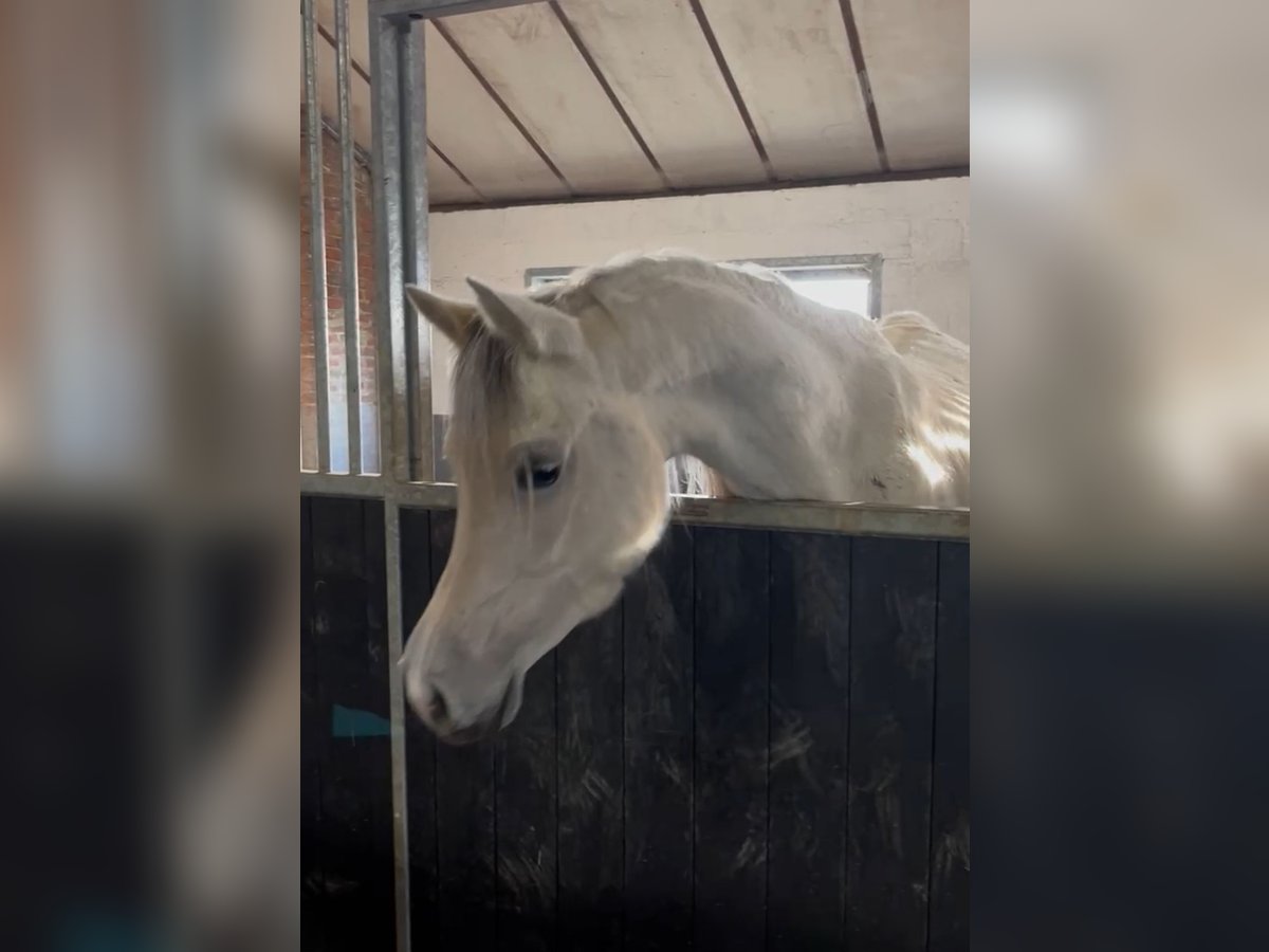 Araber-Berber Stute 5 Jahre 153 cm Schimmel in Chimay