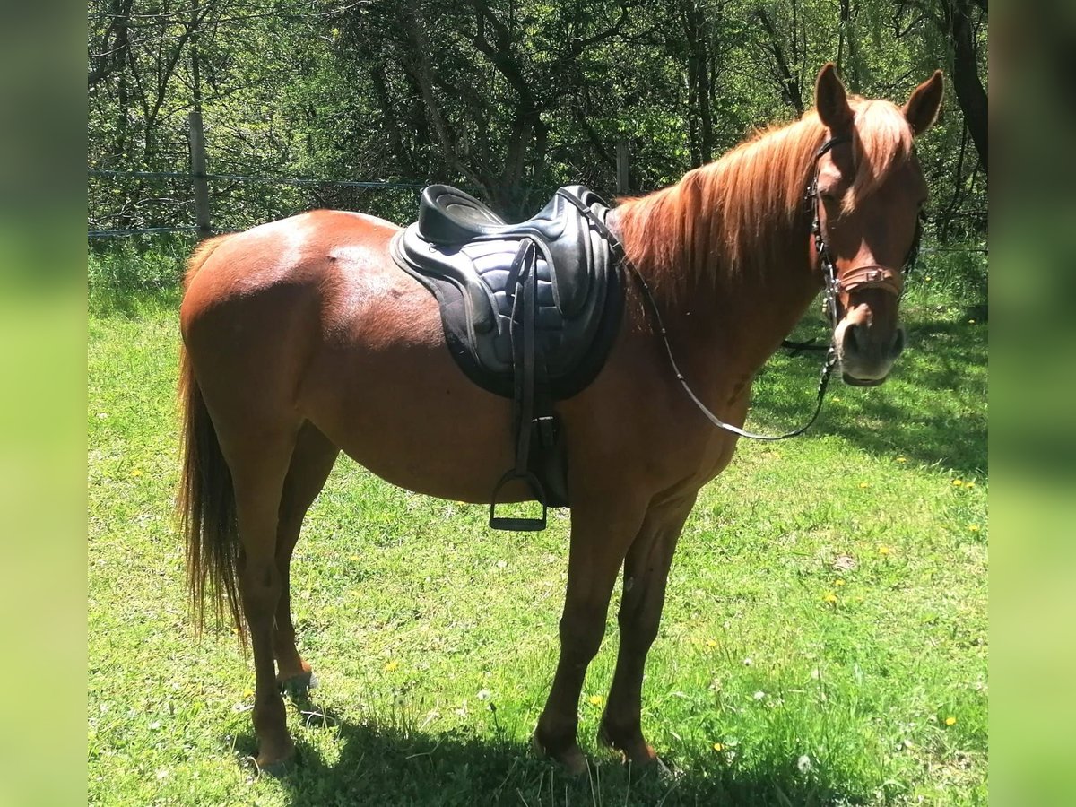 Araber-Berber Mix Stute 5 Jahre 155 cm Fuchs in Latour-de-Carol