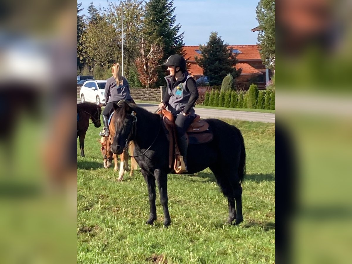 Araber-Berber Mix Stute 9 Jahre 150 cm Rappe in Rohrdorf