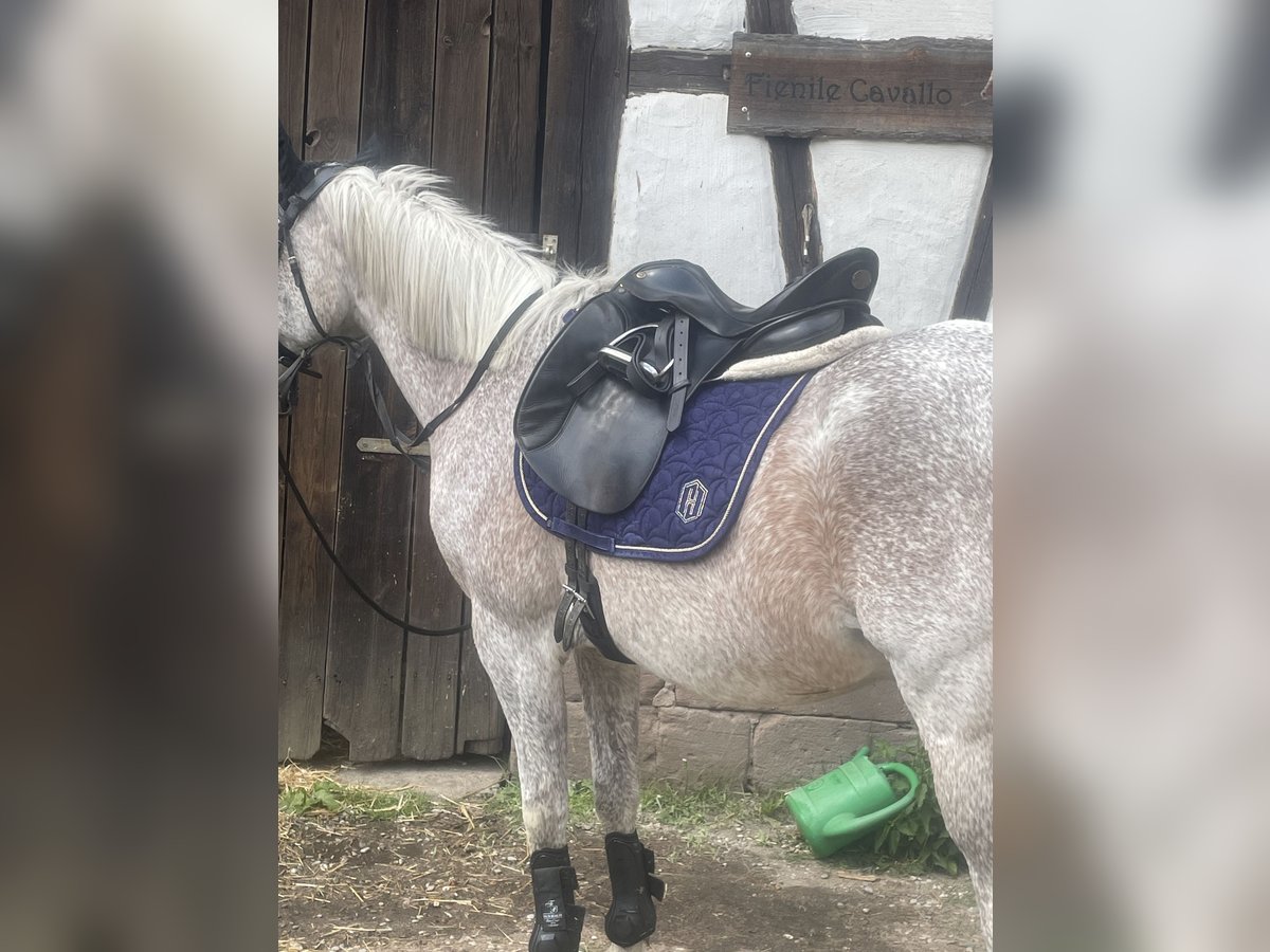 Araber-Berber Wallach 25 Jahre 160 cm Apfelschimmel in Roth