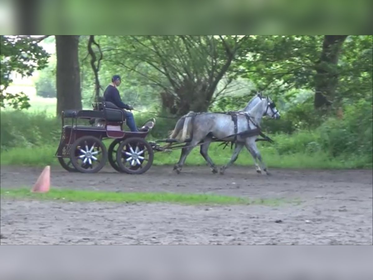 Araber-Berber Wallach 5 Jahre 152 cm in Süderlügum