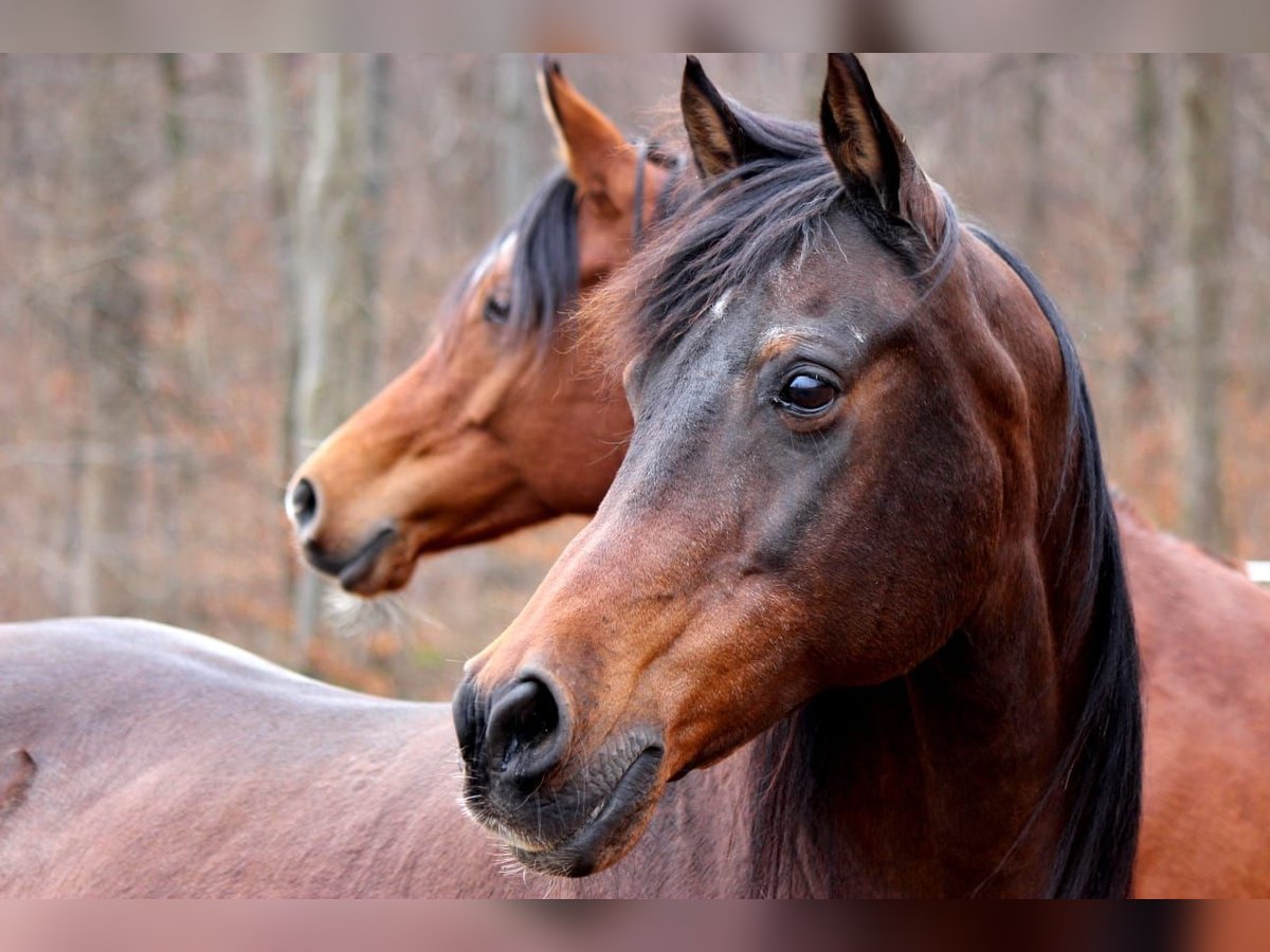 Araber-Berber Mix Wallach 9 Jahre 165 cm in Eckw&#xE4;lden