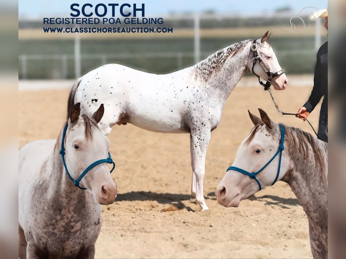 Arabian Berber Gelding 1 year 14 hh Leopard-Piebald in Gerald, MO