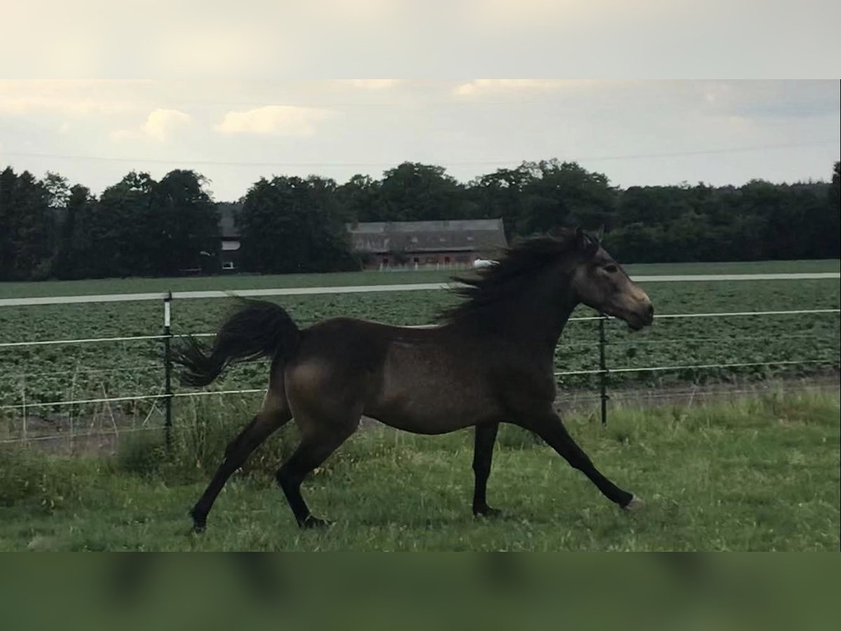 Arabian Berber Gelding 5 years 15,1 hh Buckskin in Wagenfeldgenfeld