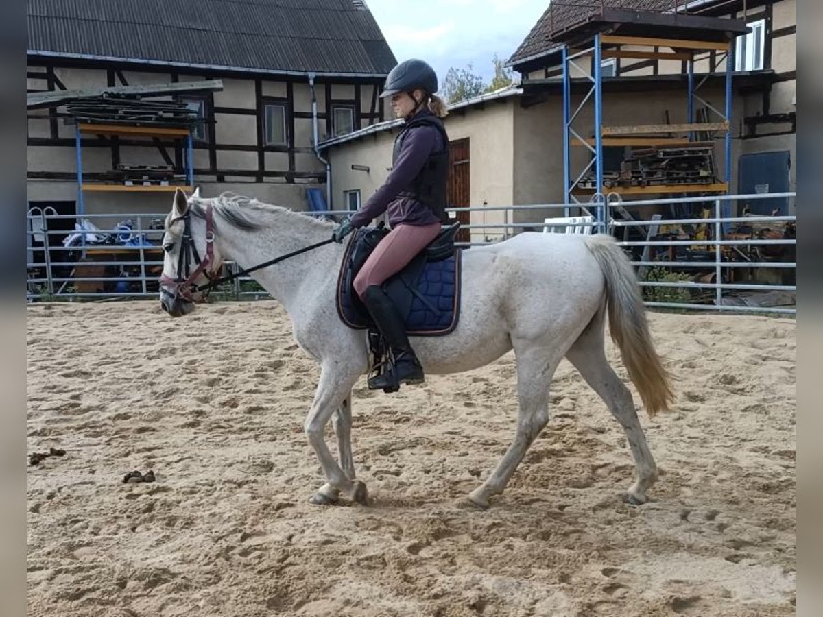Arabian Berber Mare 10 years 14,2 hh Grey in M&#xFC;geln