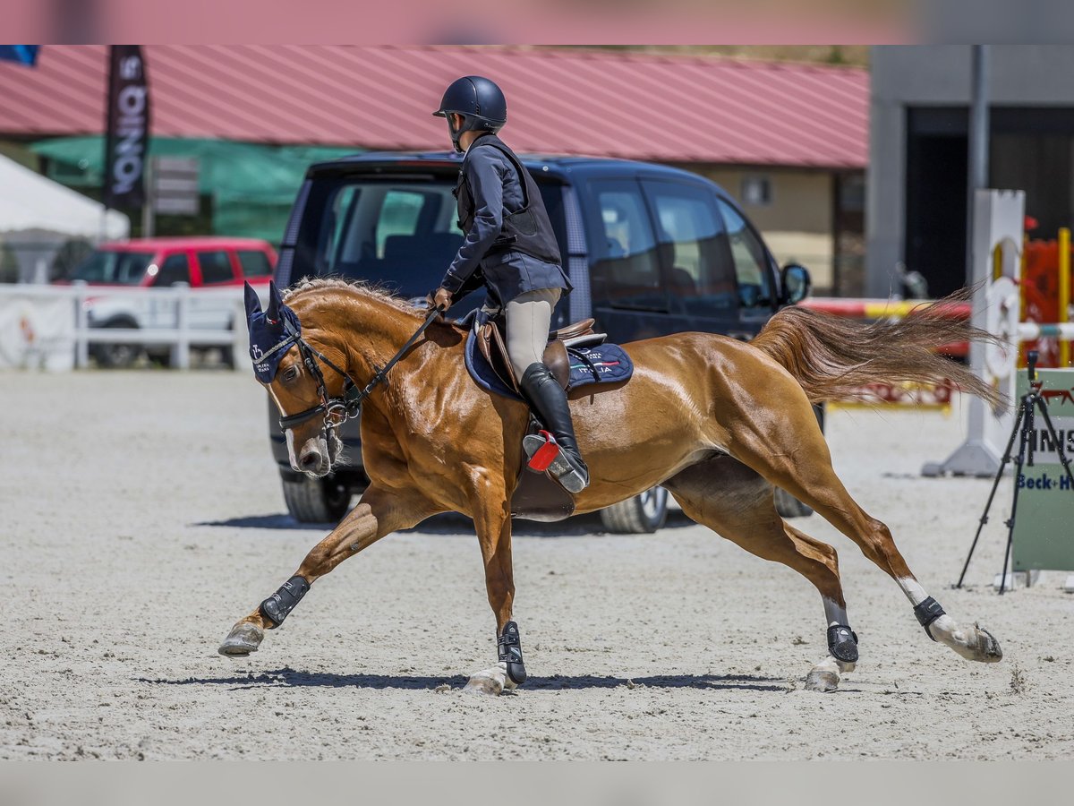 Arabian Berber Mare 12 years Chestnut-Red in Madrid