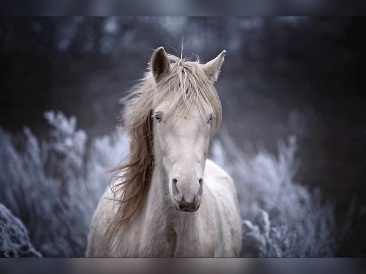 Arabian Berber Mare 3 years in Stelzenberg