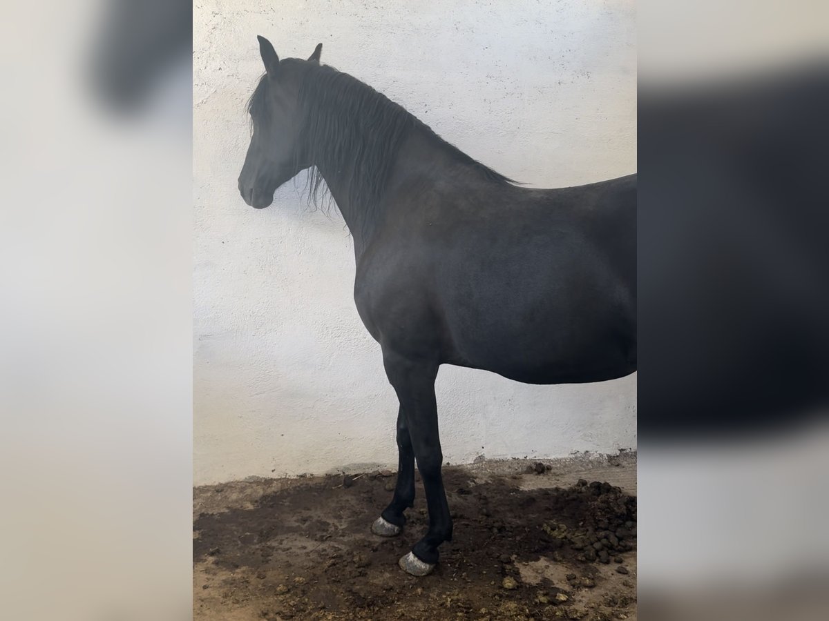 Arabian Berber Mare 4 years 16,1 hh Black in fkih ben salah