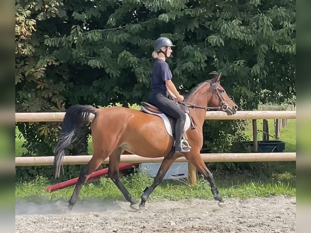 Arabian Berber Mare 6 years 14,2 hh Brown in Cintr&#xE9;