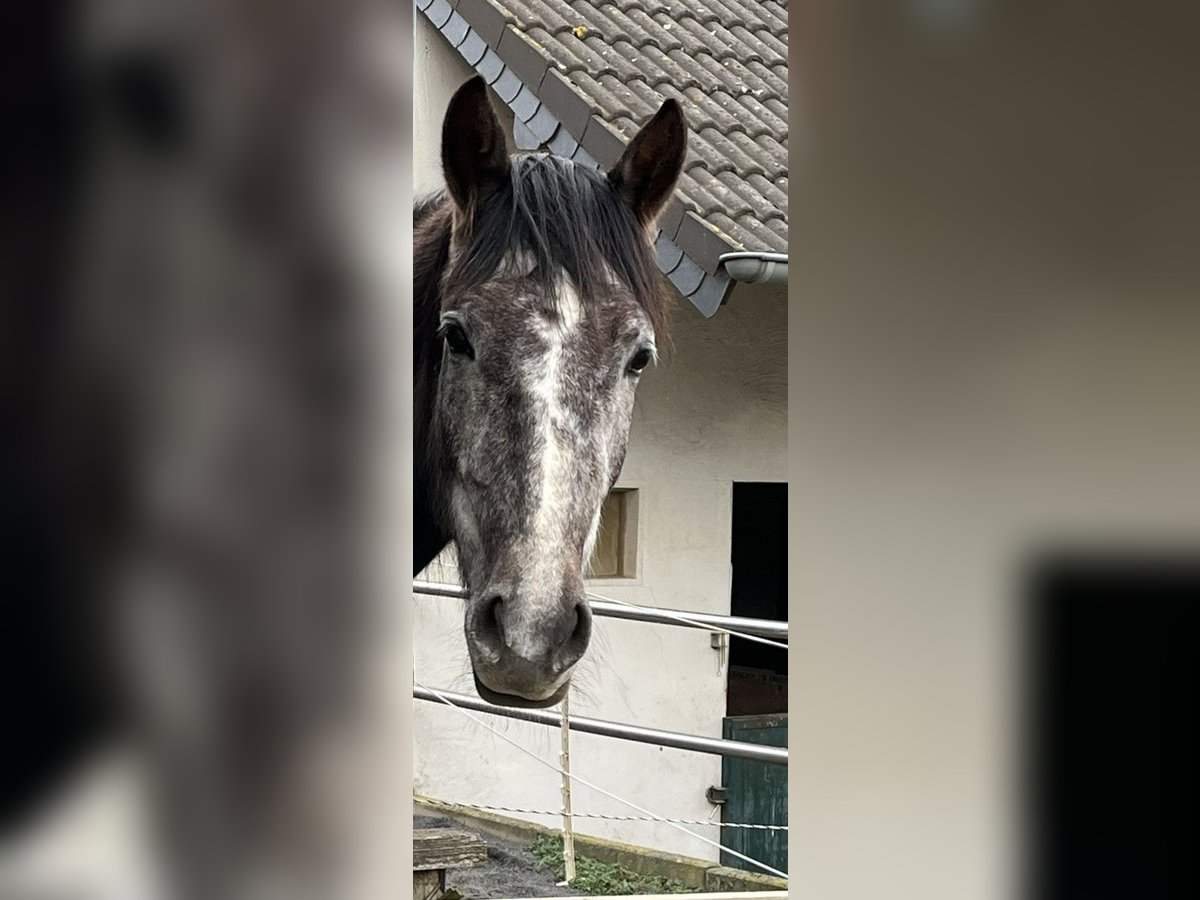 Arabian Berber Mare 6 years 15,1 hh in Schwall/Emmelshausen