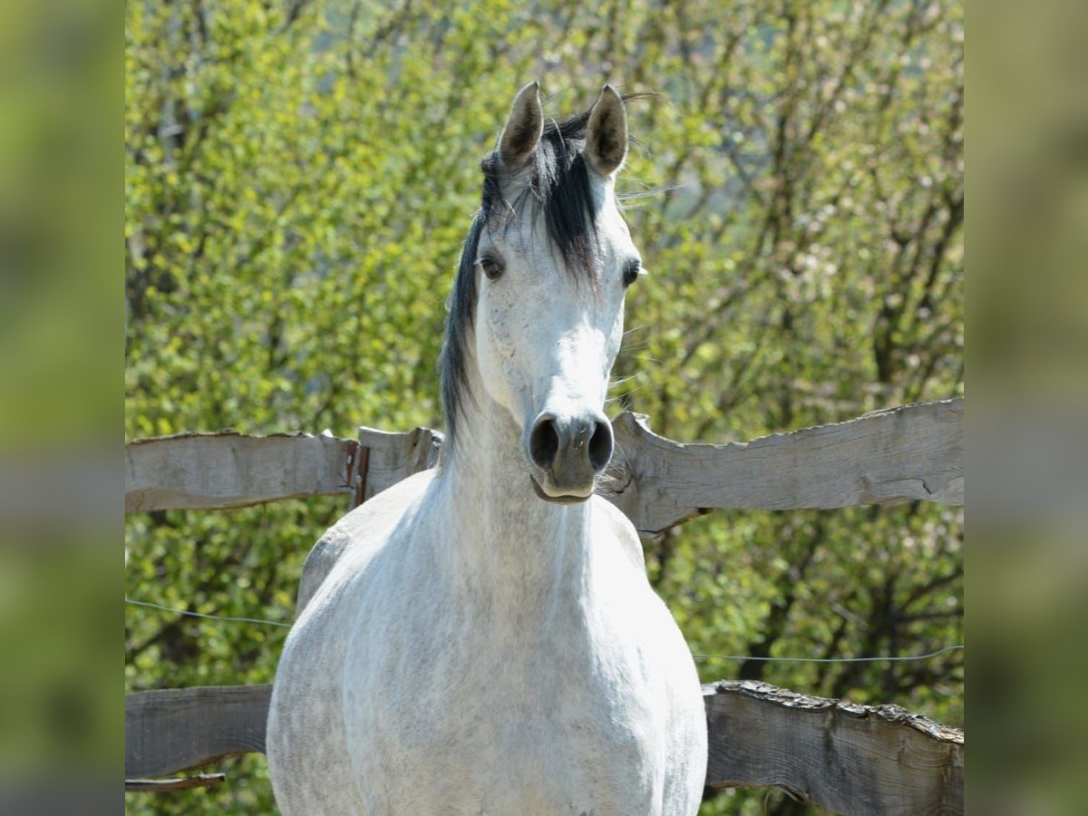 Arabian Berber Mare 9 years 15 hh Grey-Fleabitten in Chimay