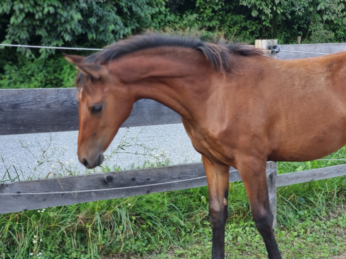 Arabian Berber Mare Foal (04/2024) 15,1 hh Bay in Engelsberg