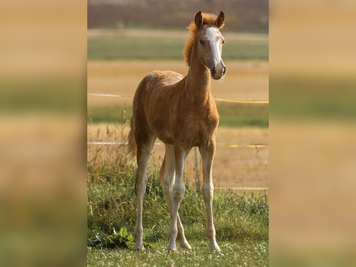 Arabian Berber Mare Foal (05/2025) 15 hh Grey-Red-Tan in Hohenstein Bernloch