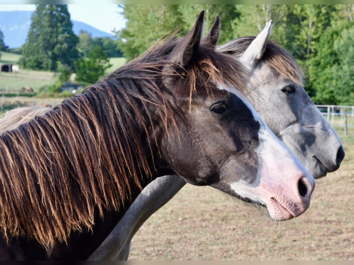 Arabian Berber Stallion 1 year 15 hh Black in Belley