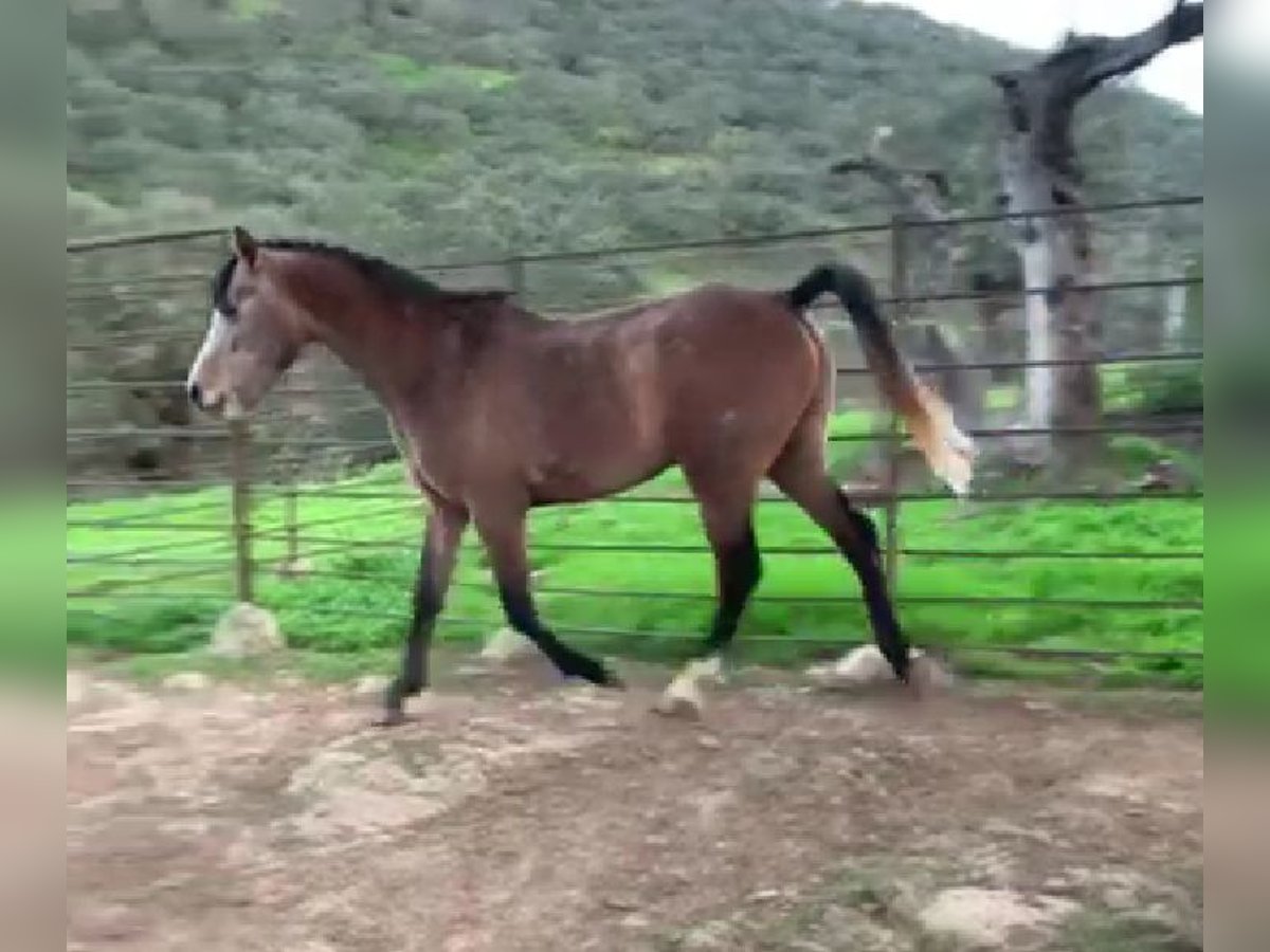 Arabian Berber Stallion 4 years 15 hh Gray in Galaroza