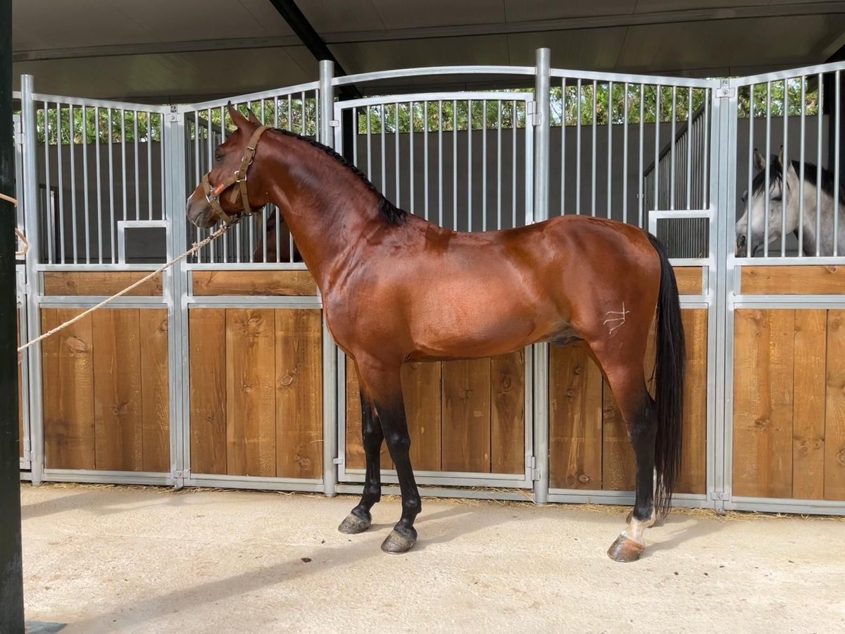 Arabian Berber Stallion 8 years 15,1 hh Brown in Las Piñas