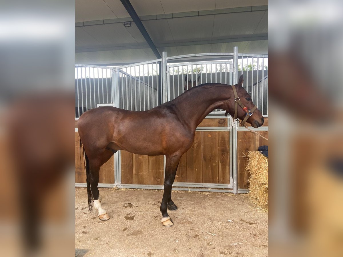 Arabian Berber Stallion 9 years 15,1 hh Brown in Las Pi&#xF1;as