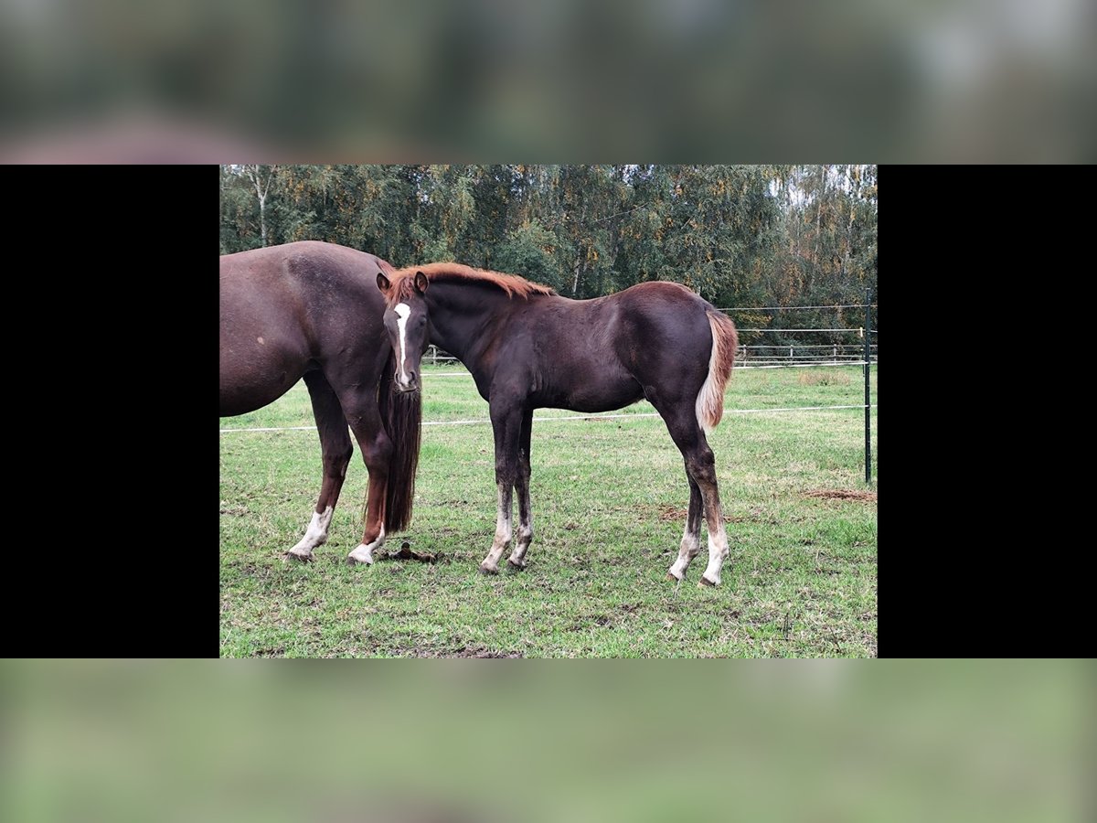 Arabian Berber Stallion Foal (06/2025) 15,1 hh Chestnut in Wagenfeld