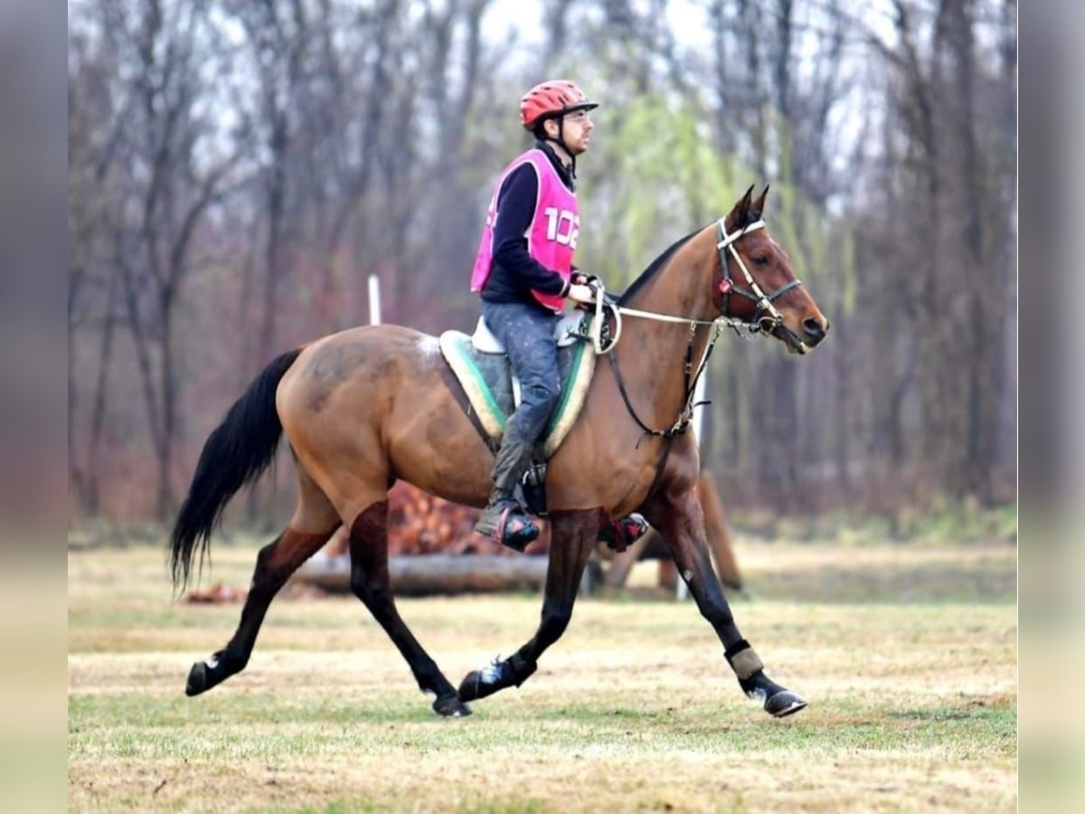 Arabian horses Gelding 10 years 15,1 hh Brown in Clusone