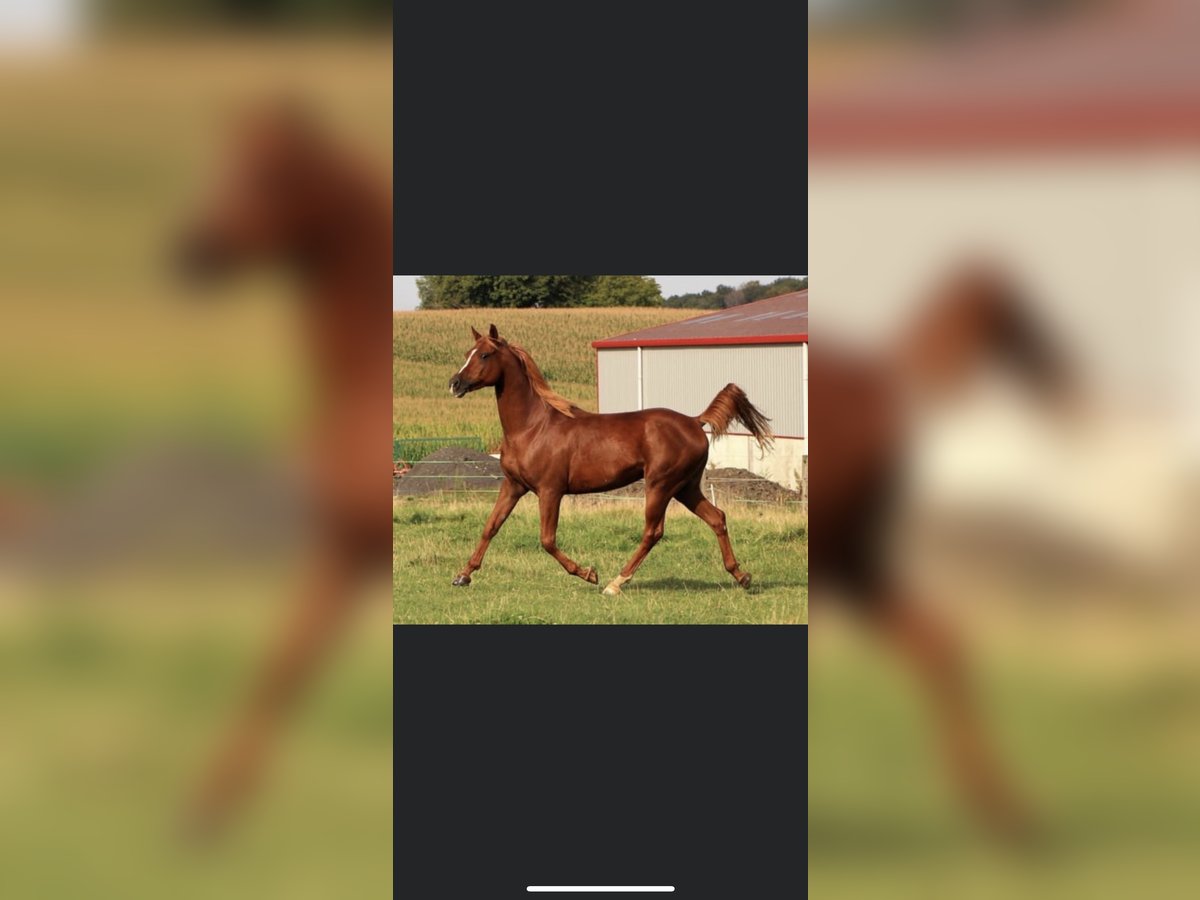 Arabian horses Gelding 10 years 15,1 hh Chestnut-Red in Lörrach