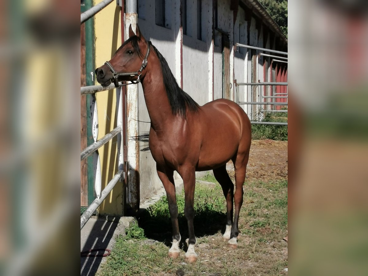 Arabian horses Gelding 10 years 15,2 hh Brown in Karlsbach