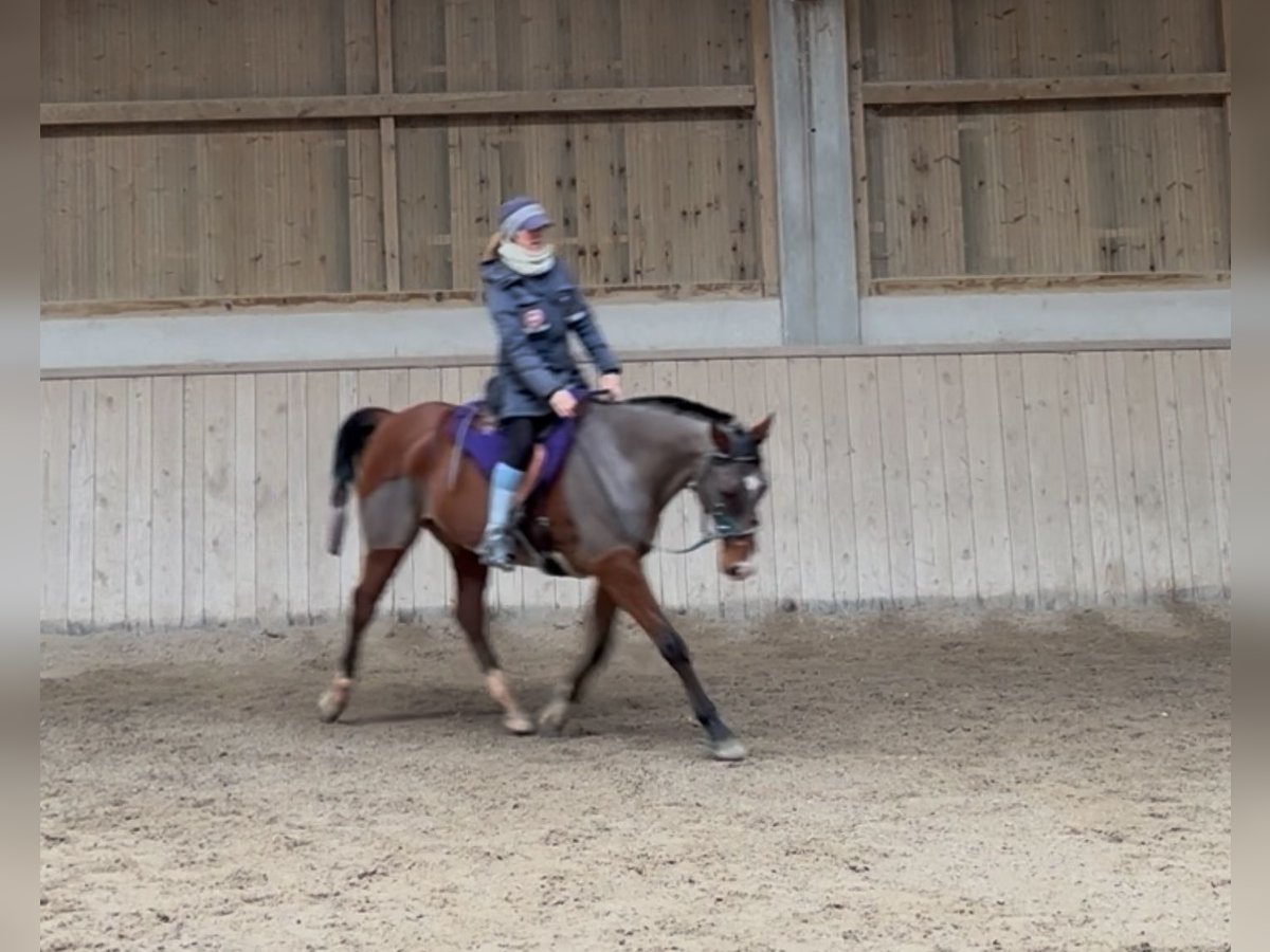 Arabian horses Gelding 10 years 16 hh Bay in Penthaz