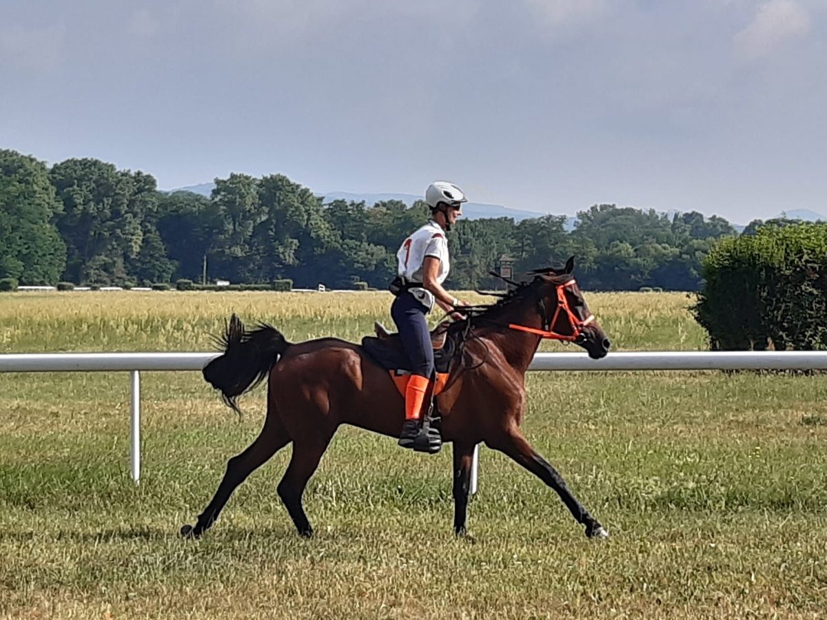 Arabian horses Gelding 11 years 15,2 hh Brown in Wiener Neustadt