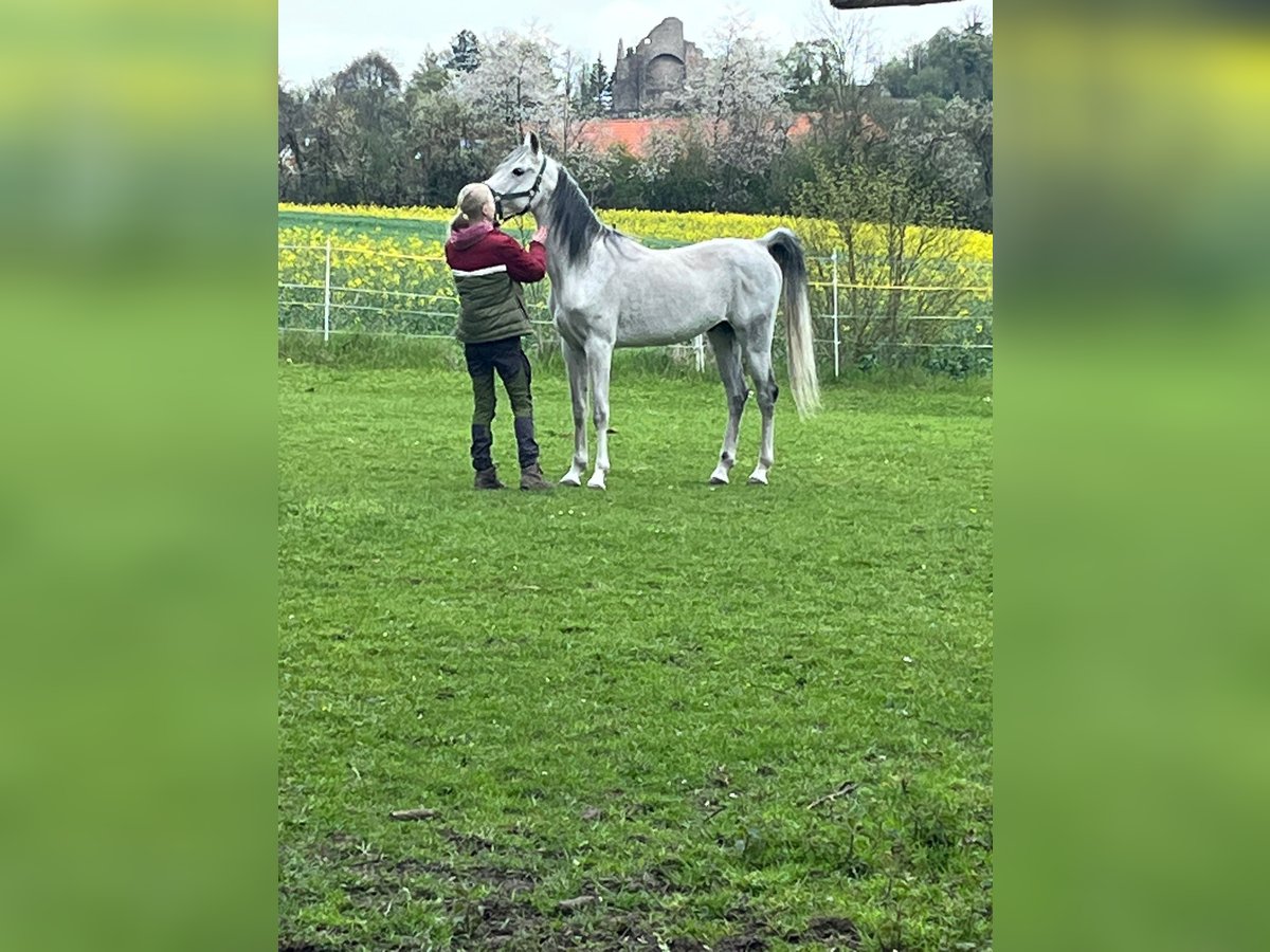 Arabian horses Gelding 12 years 15,1 hh Gray-Dark-Tan in Bad Salzuflen