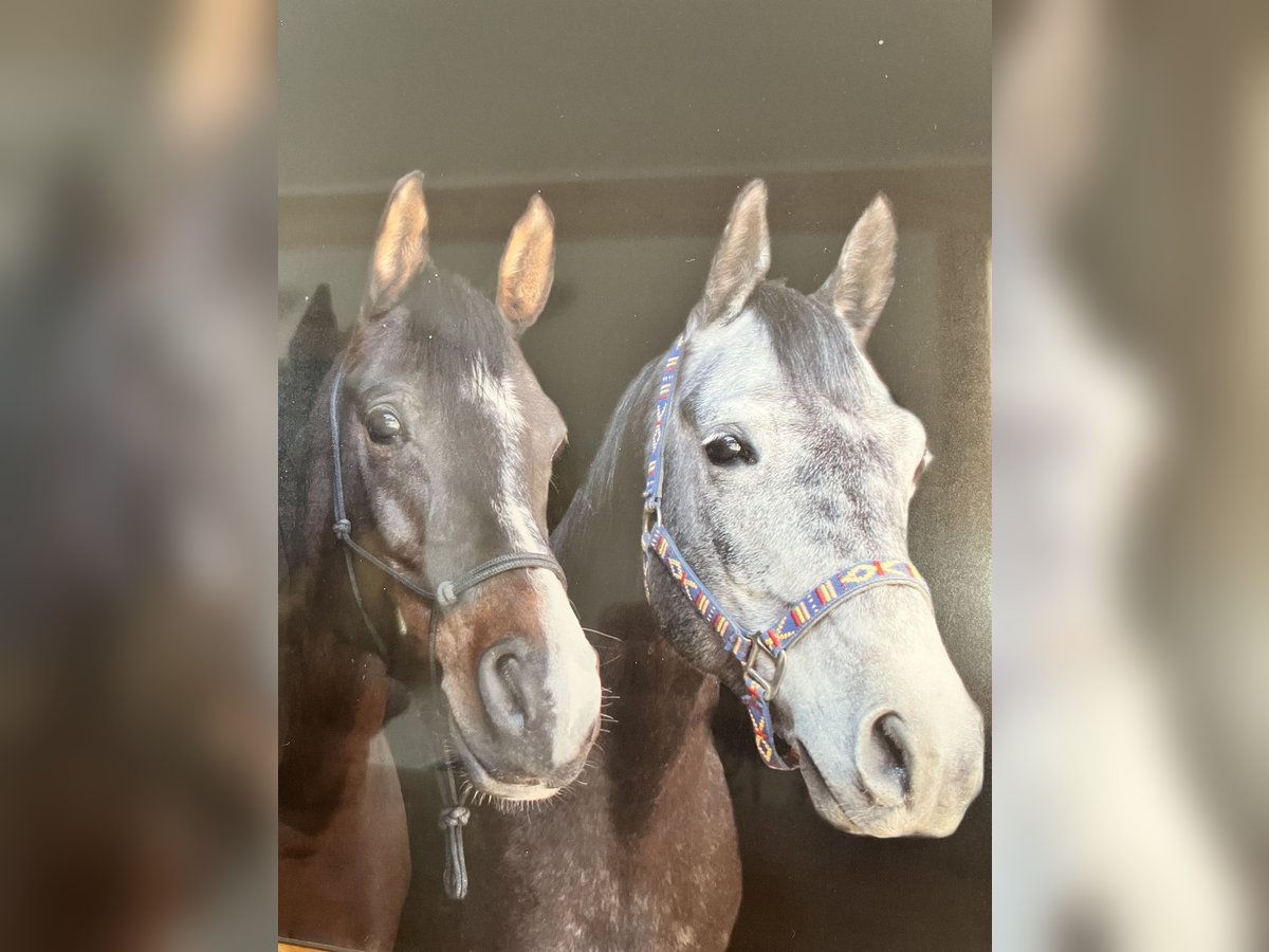 Arabian horses Gelding 12 years 15,2 hh Gray in Forchtenberg