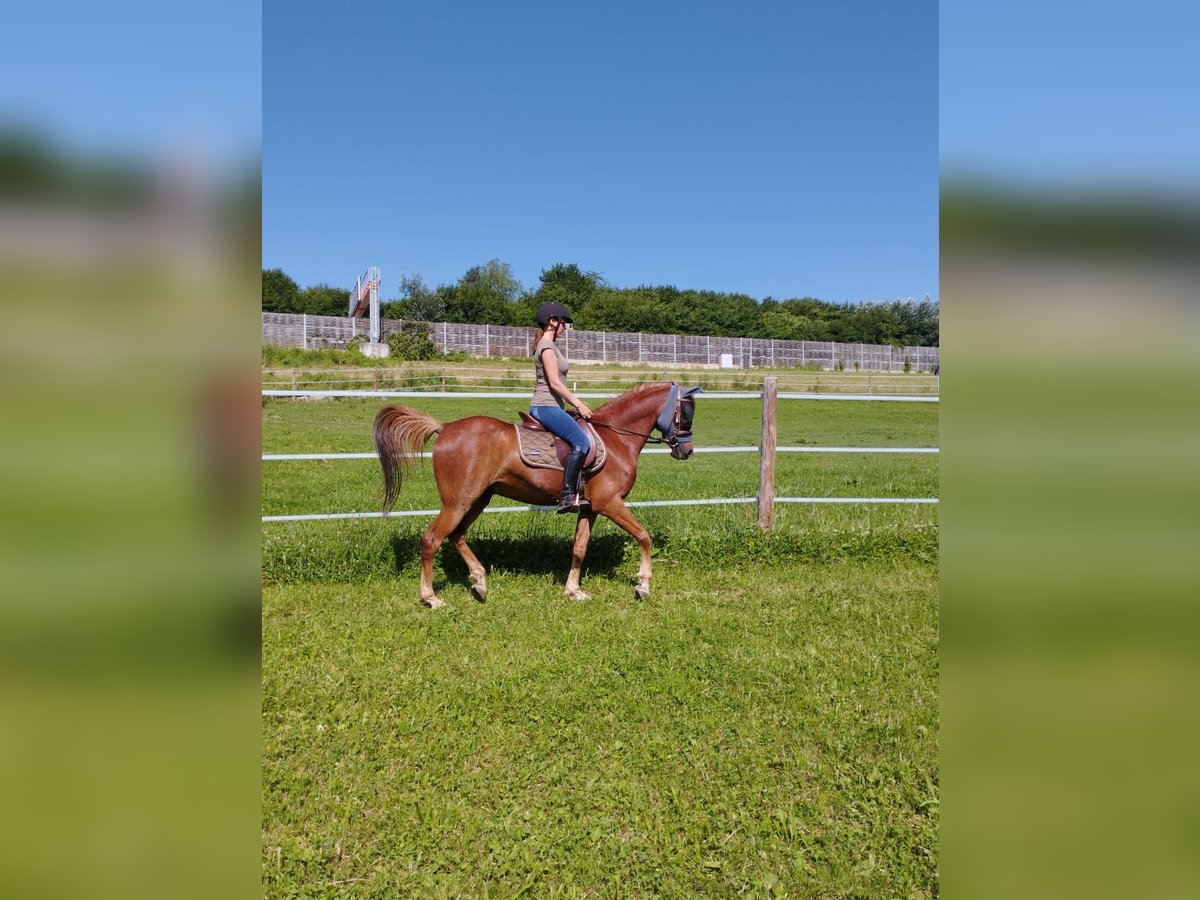 Arabian horses Gelding 13 years 14,3 hh Chestnut-Red in Salzburg