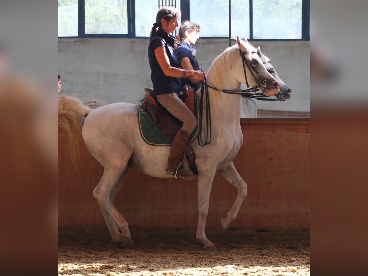Arabian horses Gelding 13 years 15,1 hh Gray in Neumarkt-Sankt Veit