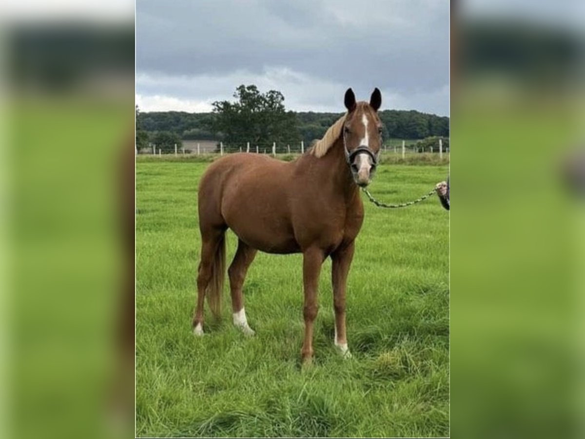 Arabian horses Gelding 14 years 14,3 hh Chestnut-Red in Witten Arabian horses Gelding 14 years 14,3 hh Chestnut-Red in Witten