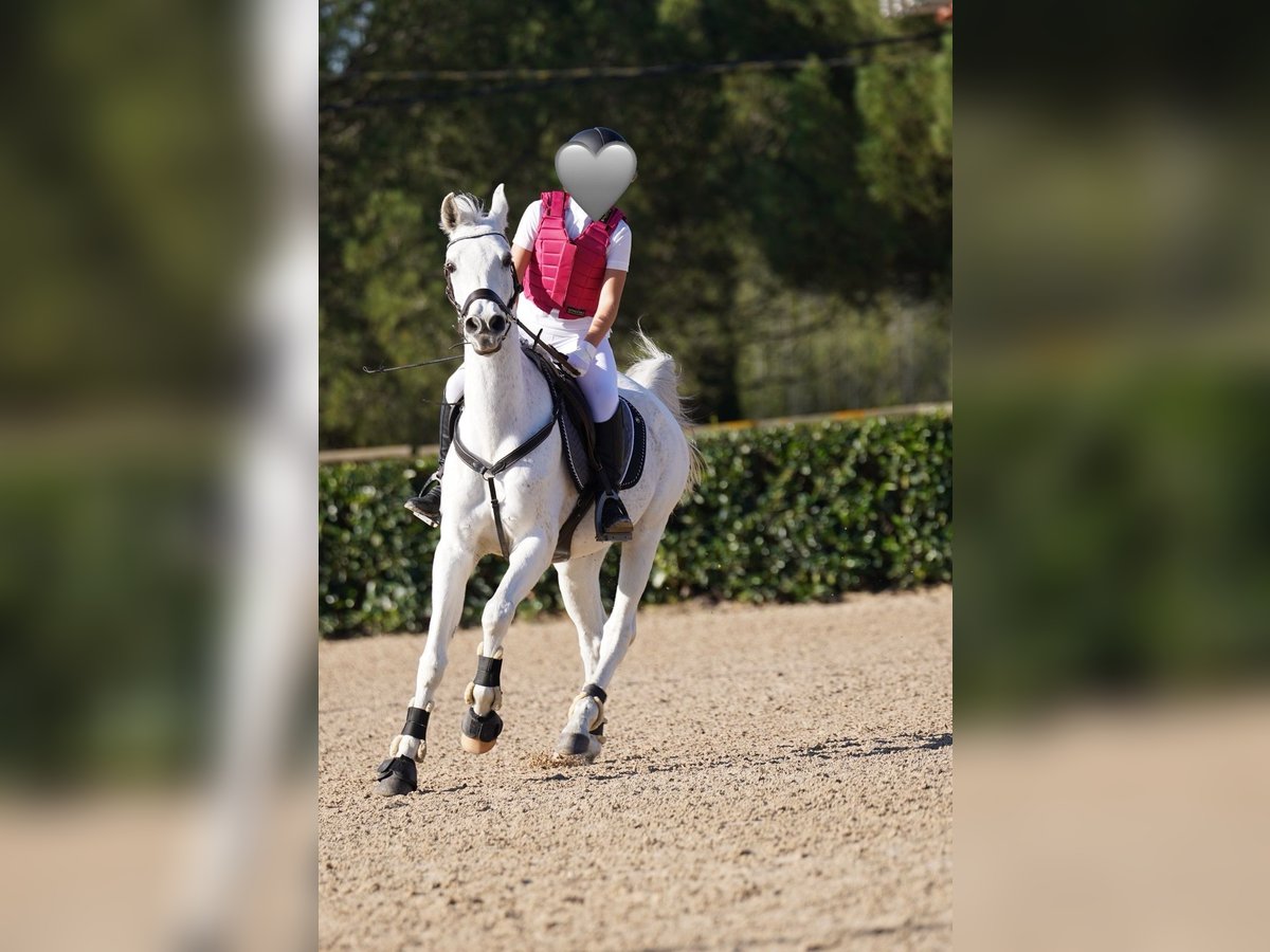 Arabian horses Gelding 19 years 14,2 hh Gray in Santa Susanna