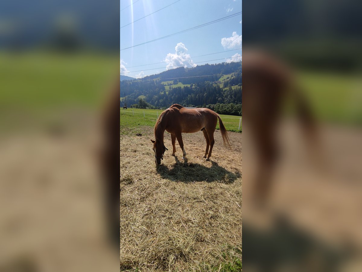 Arabian horses Gelding 19 years 15,1 hh Chestnut-Red in Schladming