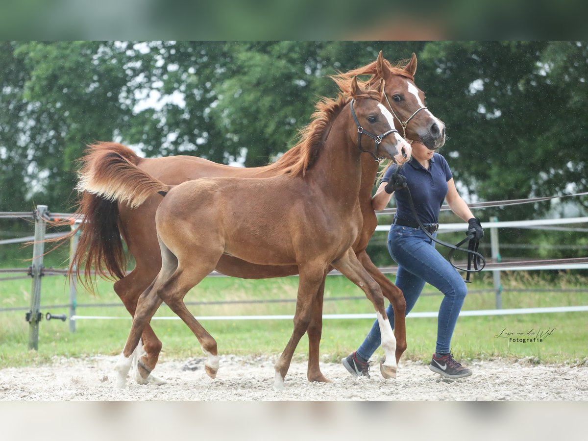 Arabian horses Gelding 1 year 15,2 hh Chestnut in Uplengen
