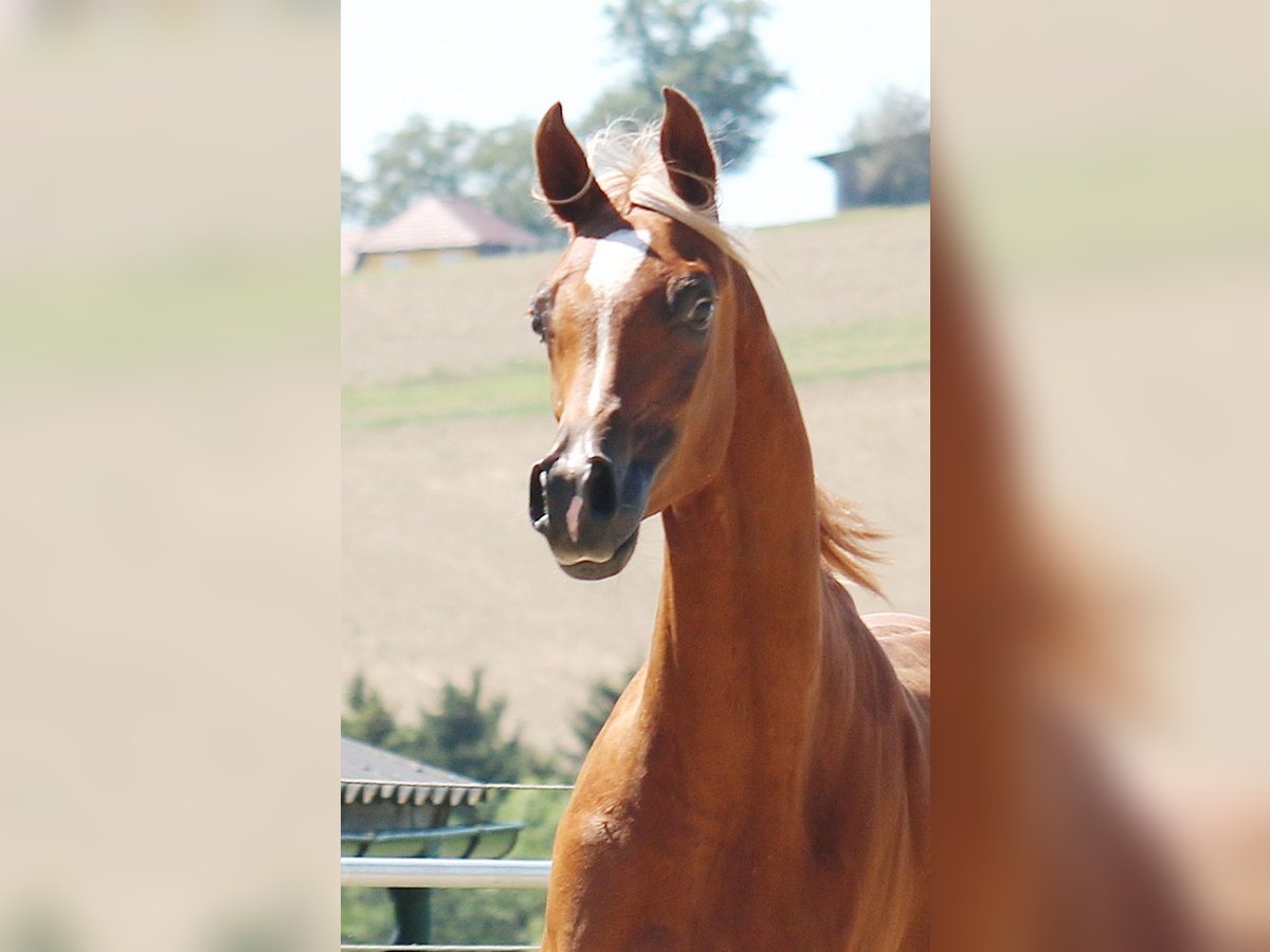 Arabian horses Gelding 1 year Chestnut-Red in Wallsee