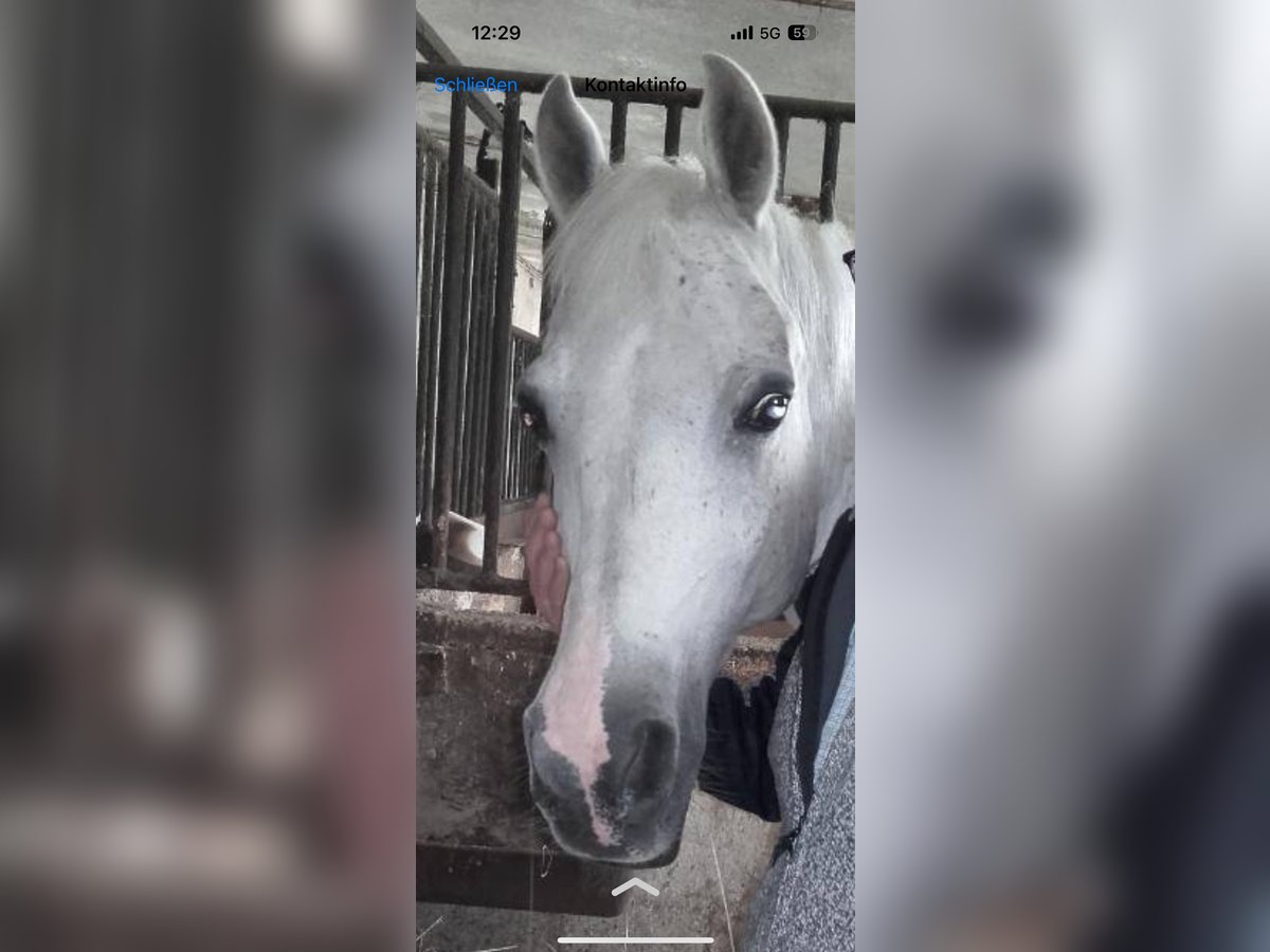 Arabian horses Gelding 21 years 14,2 hh Gray-Fleabitten in Stockerau