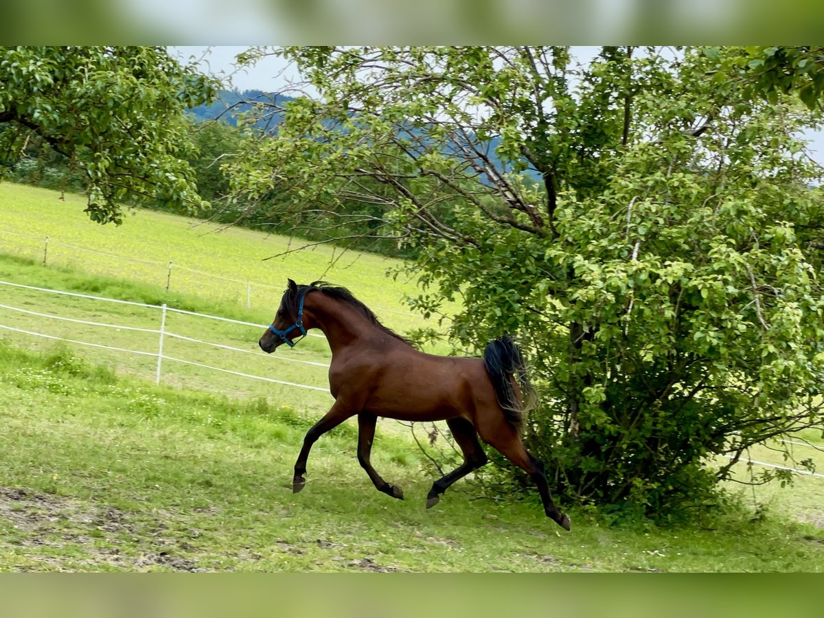 Arabian horses Gelding 2 years 14,2 hh Brown in Leutershausen