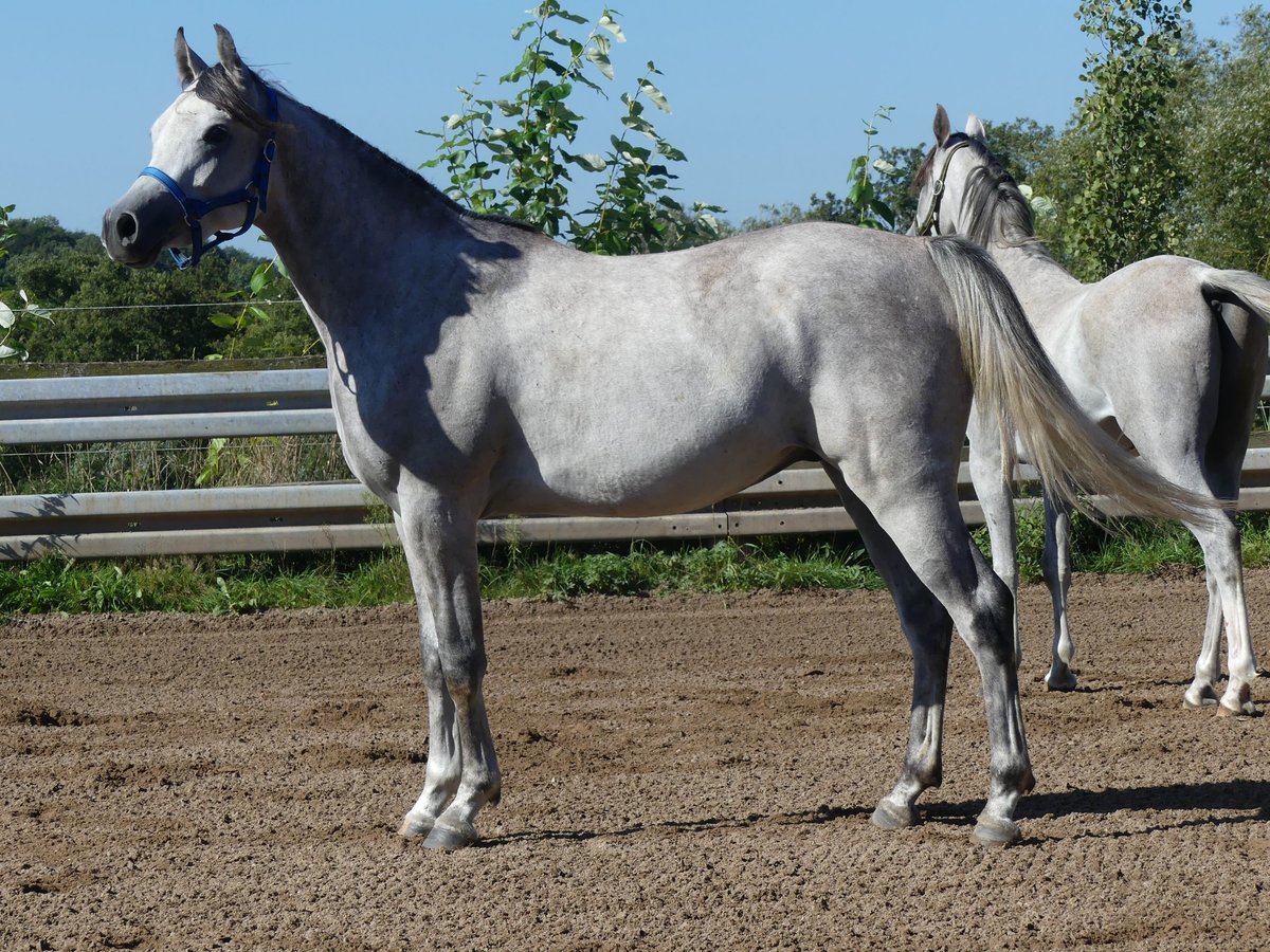 Arabian horses Gelding 2 years 14,2 hh Gray in Herzberg am Harz