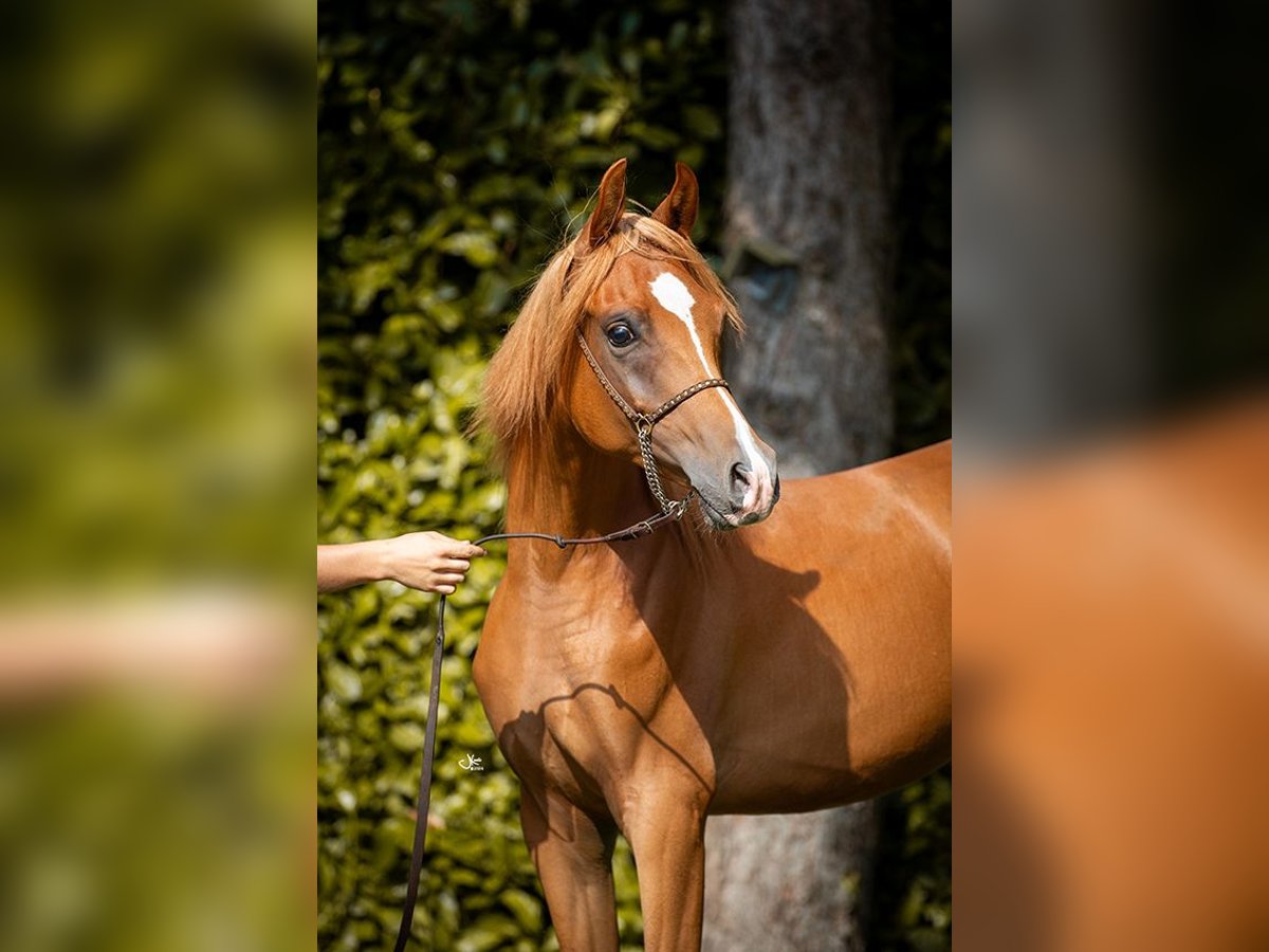 Arabian horses Gelding 2 years 14,1 hh Chestnut-Red in Brecht