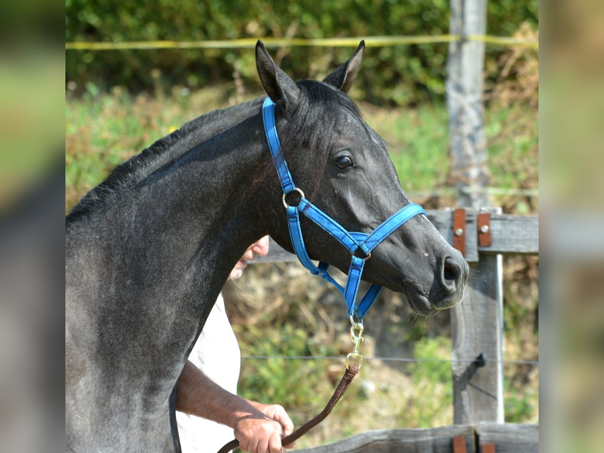 Arabian horses Gelding 2 years 15,1 hh Gray in KOPRIVNICA PRI BRESTANICI