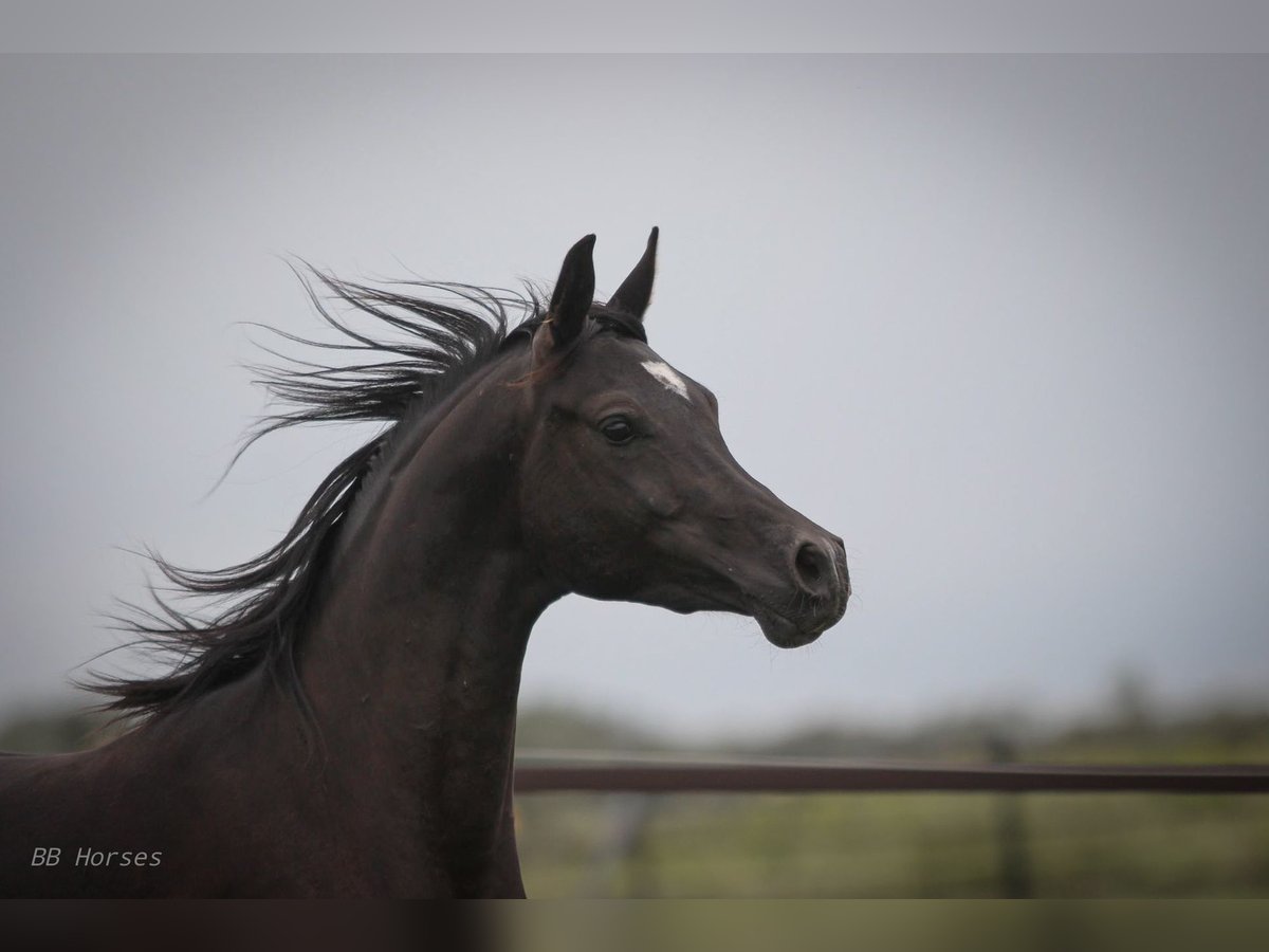 Arabian horses Gelding 2 years 15 hh Black in Pastetten