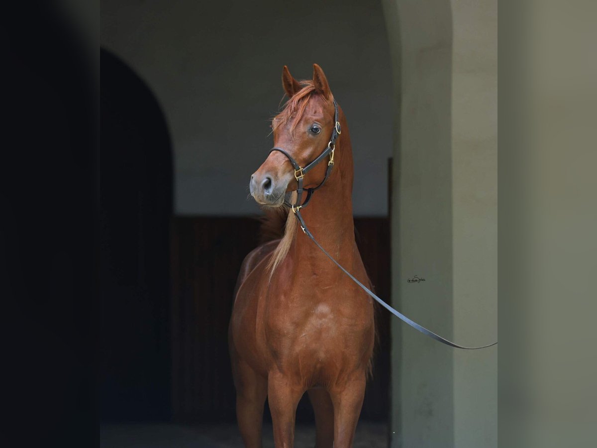 Arabian horses Gelding 2 years 15 hh Chestnut in Janow Podlaski