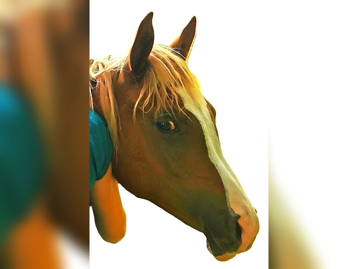 Arabian horses Gelding 2 years 15 hh Chestnut-Red in Kassel